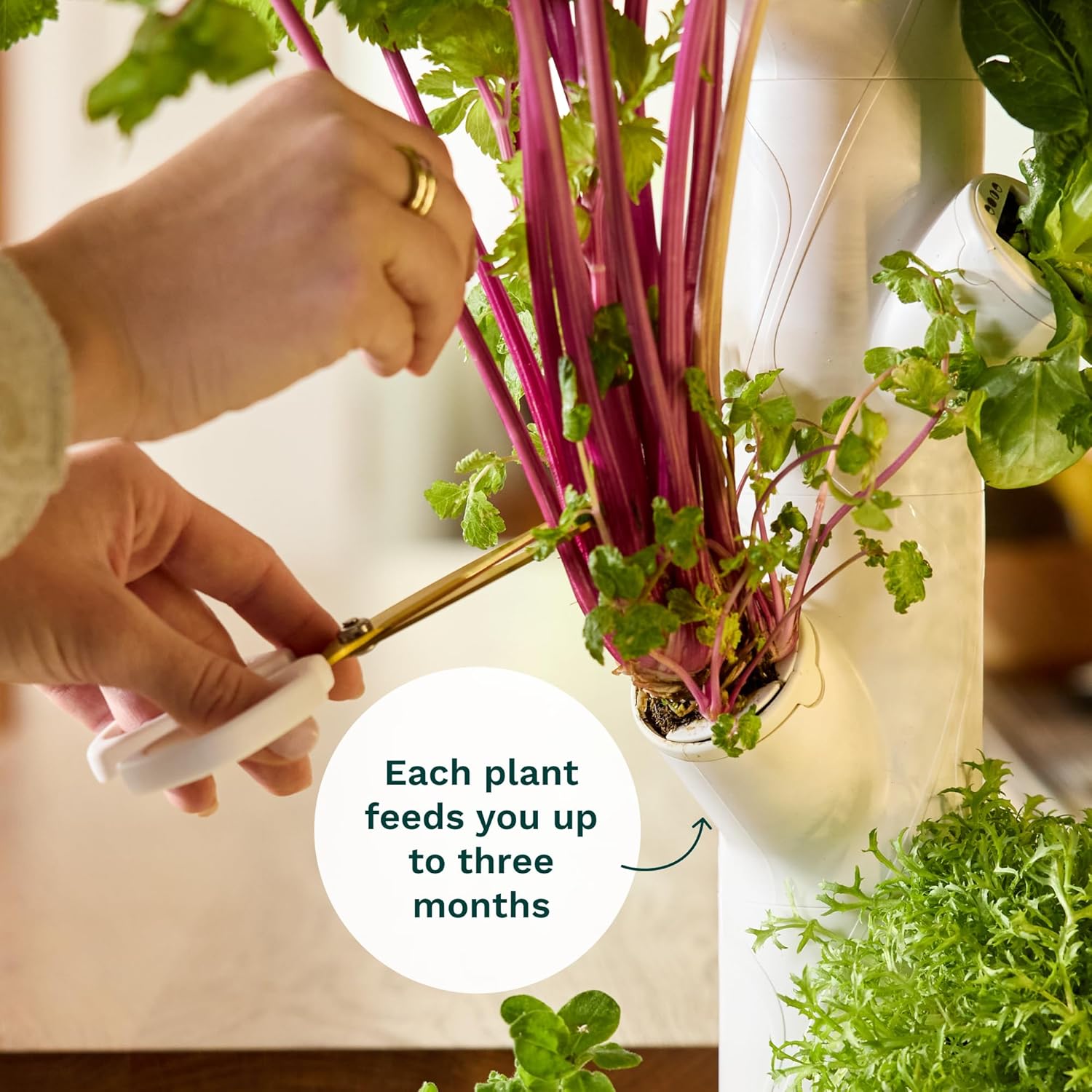 نظام زراعة ذكي داخلي تجاري للز - مراجعة Smart Garden Vertical Planter وسعره